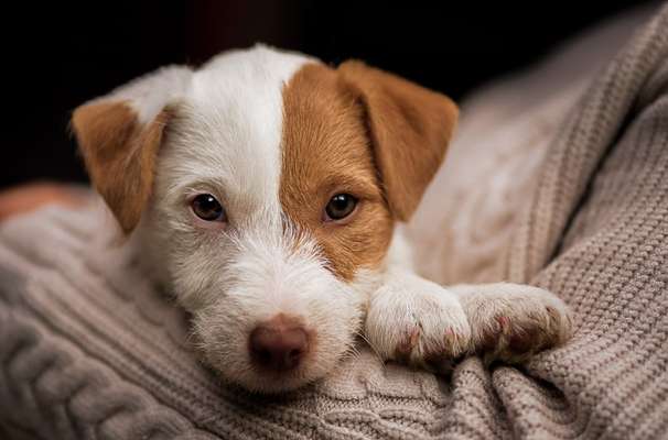 Die Dogorama Kalender Challenge Titelbild-Beitrag-Bild