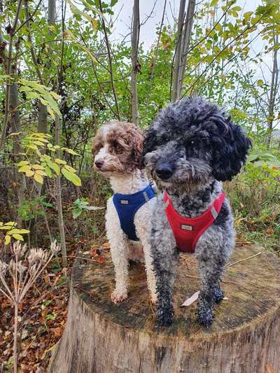 27. Handy Fotochallenge-Beitrag-Bild