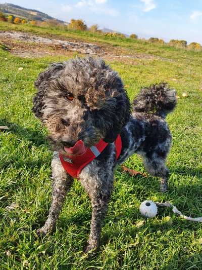 20. Handy -Foto-Callenge-Beitrag-Bild