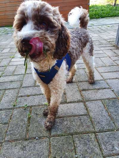 Gespräche zwischen Hund und Halter-Beitrag-Bild
