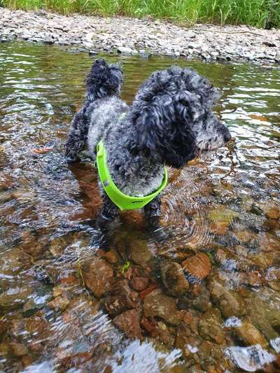 Alles rund um den Pudel-Beitrag-Bild