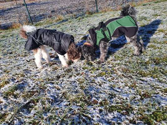 Hundekleidung - Top oder Flop-Beitrag-Bild