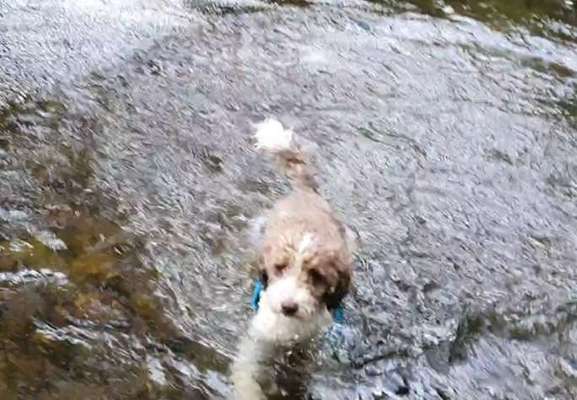 Alles rund um den Pudel-Beitrag-Bild