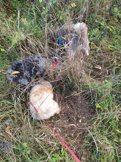 Alles rund um den Pudel-Beitrag-Bild