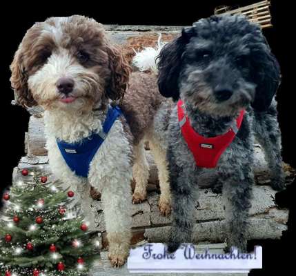 Alles rund um den Pudel-Beitrag-Bild