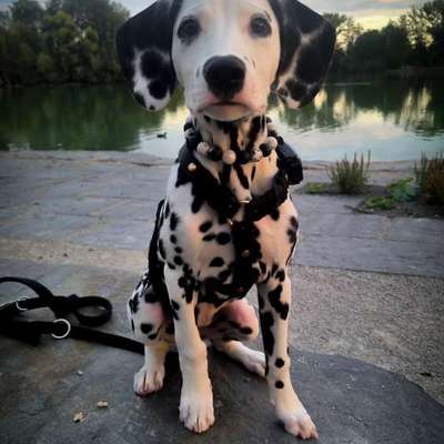 Hundetreffen-Sozialisierung-Bild