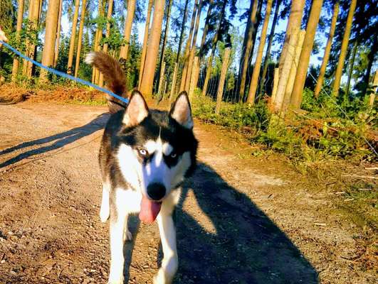Husky-Beitrag-Bild