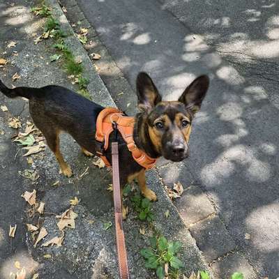 Hundetreffen-Sind gerne bereit uns zum Gassigang in unserer Nähe zu treffen