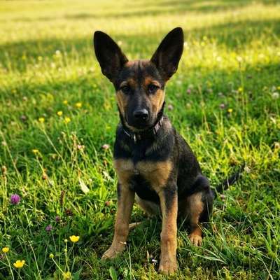 Hundetreffen-Sind gerne bereit uns zum Gassigang in unserer Nähe zu treffen
