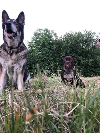 Dogorama Photo Challenge - Gegensätze-Beitrag-Bild