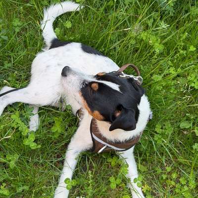 Hundetreffen-Wer hat Lust mit uns zusammen in Parks spazieren zu gehen?-Bild