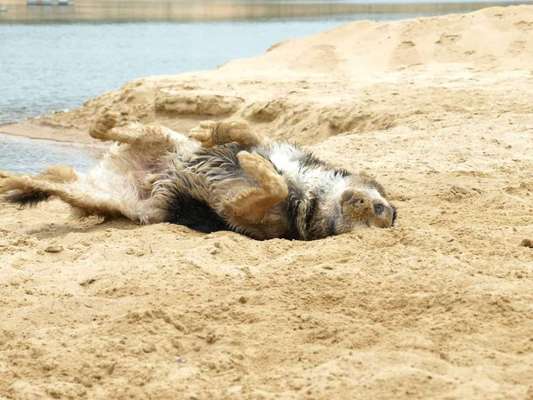 Dogorama Photo Challenge - Wasserspiele-Beitrag-Bild