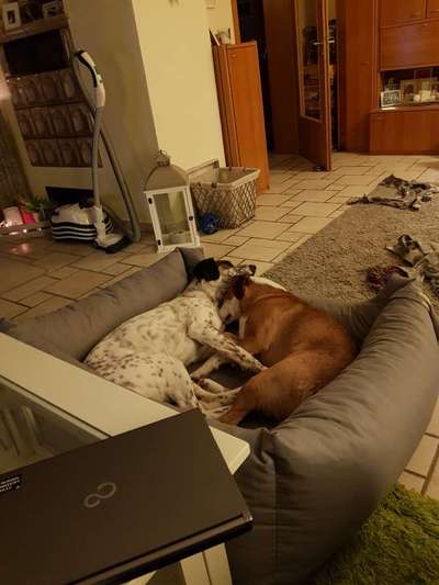 Bester Freund, Hundekumpel - zeigt her!-Beitrag-Bild