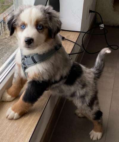 Welpen Bilder !-Beitrag-Bild