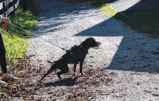 Hundetreffen-Social walk / Training-Bild