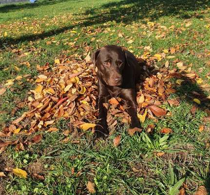 Dogorama Photo Challenge - Gassipause-Beitrag-Bild