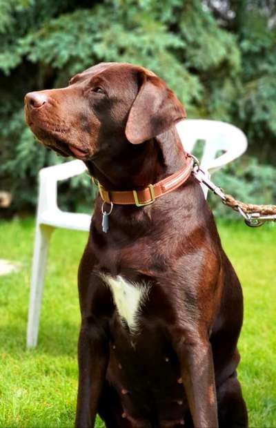 Labradorfans-Beitrag-Bild