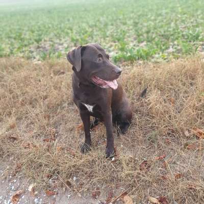 Labradorfans-Beitrag-Bild