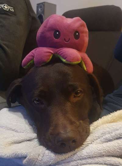 Fotochallange nr. 106
Der geschmückte Hund.-Beitrag-Bild