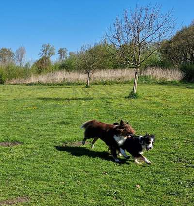 Hundetreffen-Spielende und Sozialkontakte-Bild