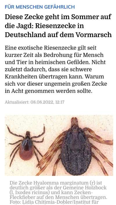 Zeckenbekämpfung durch Spot-ons - unübertreffliche Wirkung oder verhängnisvolles Gift?-Beitrag-Bild