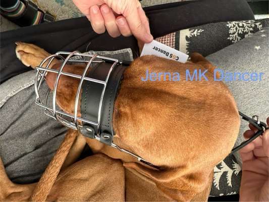 Wie sitzt mein Maulkorb / Maulkorb-Beratung-Beitrag-Bild