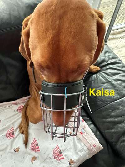 Wie sitzt mein Maulkorb / Maulkorb-Beratung-Beitrag-Bild