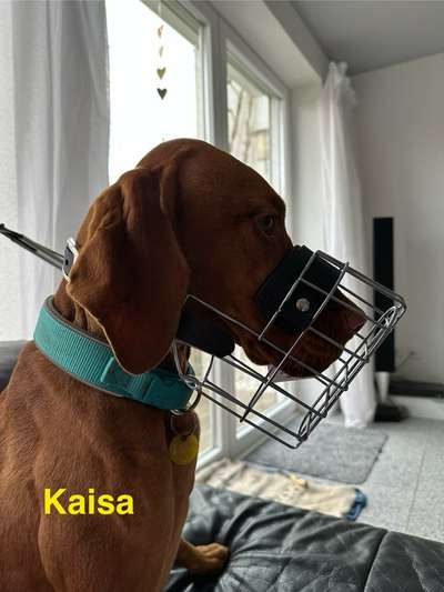 Wie sitzt mein Maulkorb / Maulkorb-Beratung-Beitrag-Bild