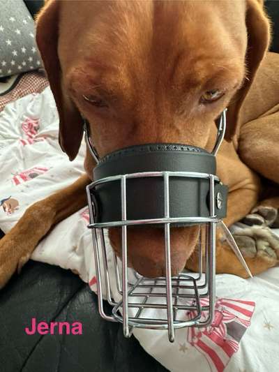 Wie sitzt mein Maulkorb / Maulkorb-Beratung-Beitrag-Bild