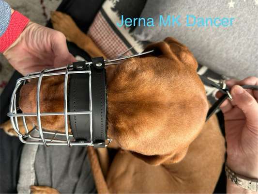 Wie sitzt mein Maulkorb / Maulkorb-Beratung-Beitrag-Bild