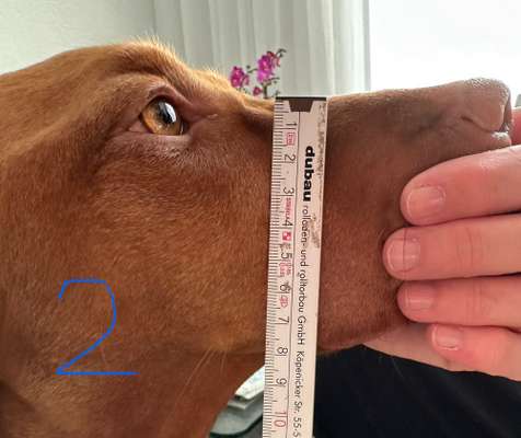 Wie sitzt mein Maulkorb / Maulkorb-Beratung-Beitrag-Bild