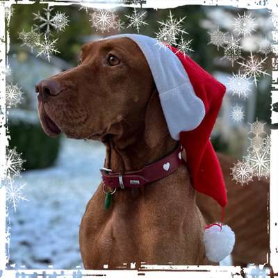 Was tragen eure Hunde zu Weihnachten?-Beitrag-Bild