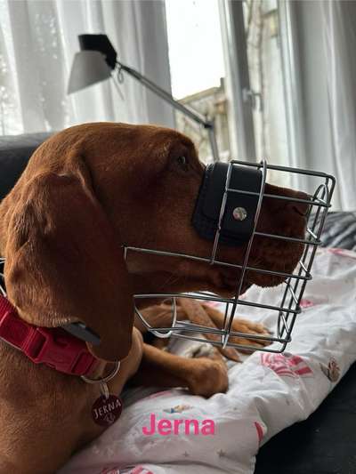 Wie sitzt mein Maulkorb / Maulkorb-Beratung-Beitrag-Bild