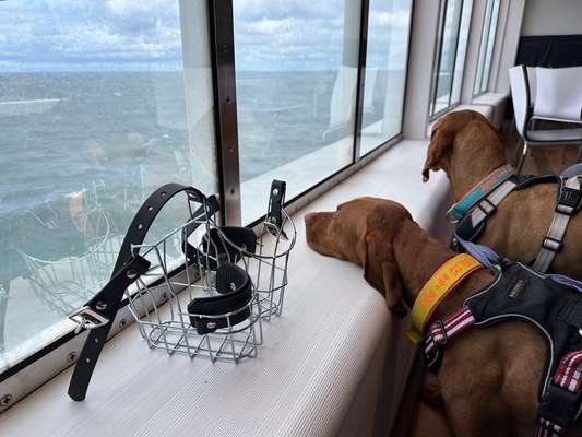 Wie sitzt mein Maulkorb / Maulkorb-Beratung-Beitrag-Bild