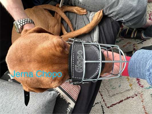 Wie sitzt mein Maulkorb / Maulkorb-Beratung-Beitrag-Bild