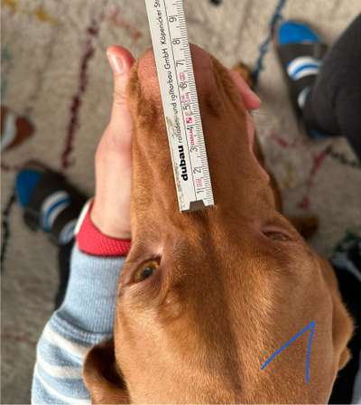 Wie sitzt mein Maulkorb / Maulkorb-Beratung-Beitrag-Bild