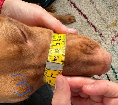 Wie sitzt mein Maulkorb / Maulkorb-Beratung-Beitrag-Bild