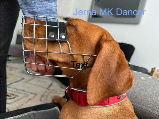 Wie sitzt mein Maulkorb / Maulkorb-Beratung-Beitrag-Bild