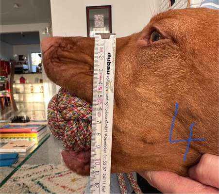 Wie sitzt mein Maulkorb / Maulkorb-Beratung-Beitrag-Bild