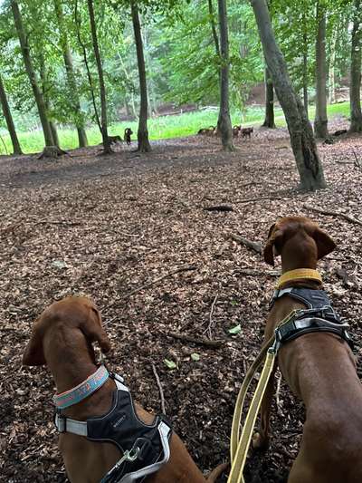 Toolbox zur Unterstützung gestresster Hunde-Beitrag-Bild