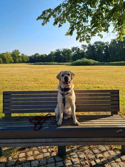 Hundeauslaufgebiet-Hagen-Bild