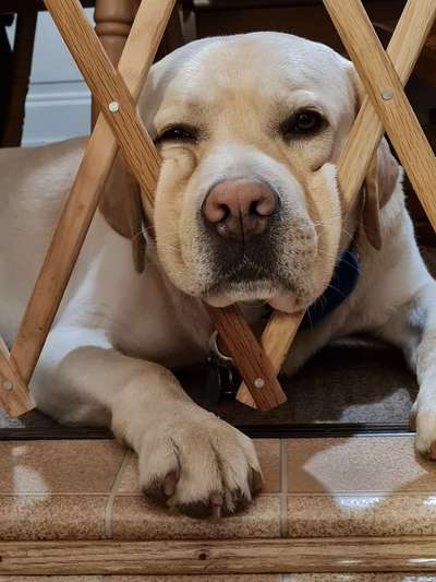 Zeigt mir die tollste Nahaufnahme von eurer Fellnase-Beitrag-Bild