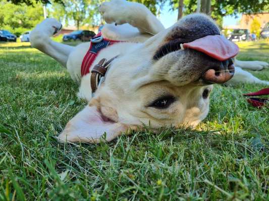 Die Dogorama Wochen Challenge-Beitrag-Bild