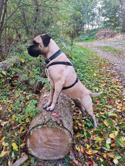 cane corso-Beitrag-Bild