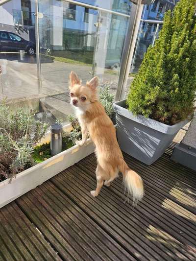 Wurfgeschwister gesucht!!-Beitrag-Bild