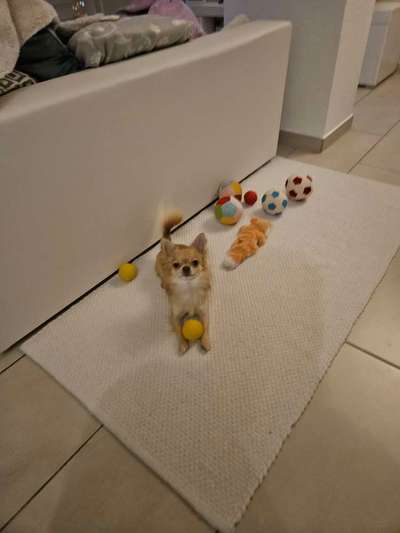 Hundetreffen-Kleine Hunde-Bild