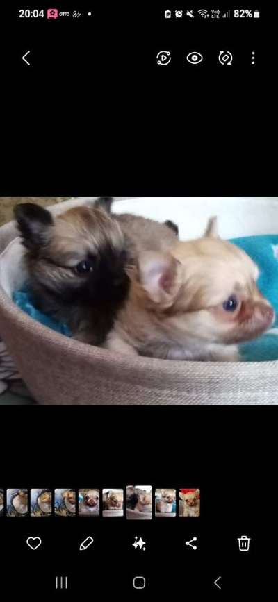 Wurfgeschwister gesucht!!-Beitrag-Bild