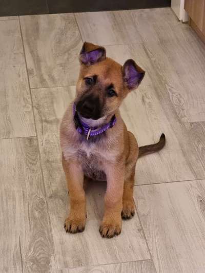 Welpen Bilder !-Beitrag-Bild