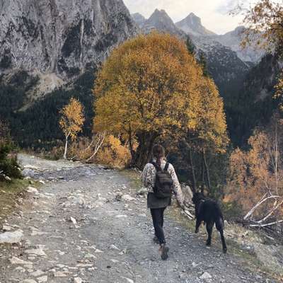 Hundetreffen-Spazieren, Spielen, Lernen-Bild