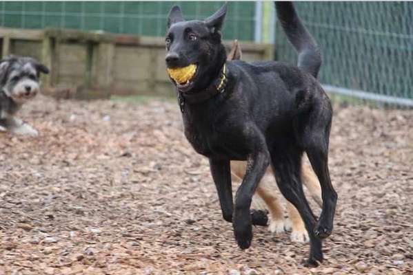 Dogorama Photo Challenge - Lieblingsspielzeug!-Beitrag-Bild